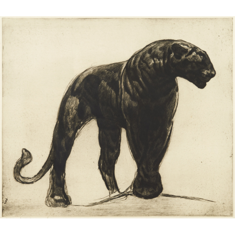 Black panther. C 1920.